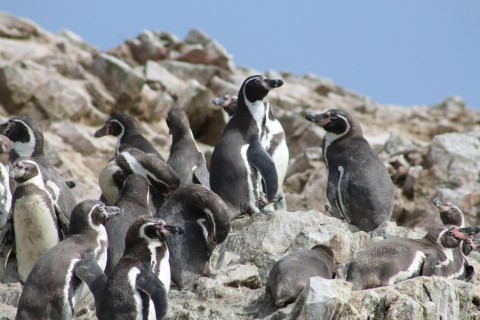 pinguin humbolta